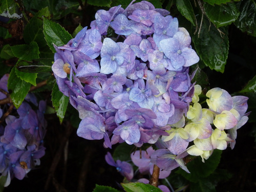 Garden Flower of Settlers Village.